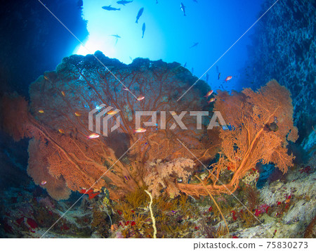 水下峽谷中的海洋戈爾基德斯和海戈爾基德斯的羊群(埃及紅海拉斯穆罕默德國家公園) 水下峽谷中的海洋戈爾基德斯和海戈爾基德斯的羊群(埃及紅海拉斯穆罕默德國家公園) 75830273