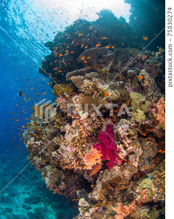 抬頭看著珊瑚牆（埃及紅海拉斯穆罕默德國家公園） 75830274