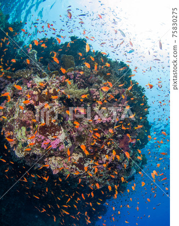 Sea goldie fluttering around the roots of coral (Las Mohammed National Park, Red Sea, Egypt) 75830275