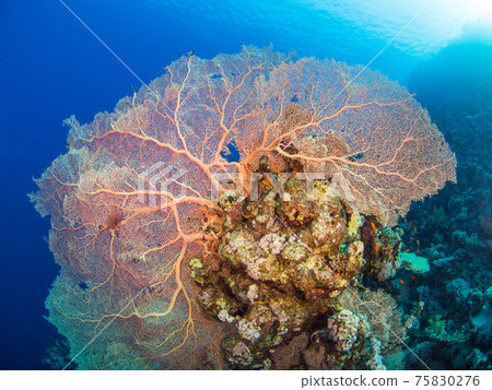 巨型岩石海膽(埃及紅海拉斯穆罕默德國家公園) 巨型岩石海膽(埃及紅海拉斯穆罕默德國家公園) 75830276