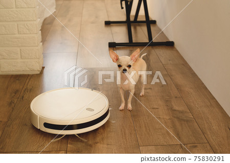 Smart robot vacuum cleaner in the interior makes cleaning of the laminate floor Smart robot vacuum cleaner in the interior makes cleaning of the laminate floor 75830291