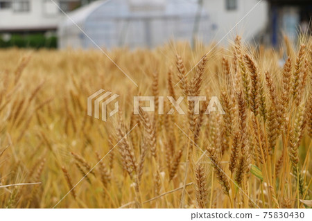 小麥收成良好,即將收成的小麥 小麥收成良好,即將收成的小麥 75830430