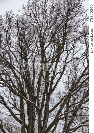 Old oak tree in a city park 75830840