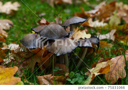 Toadstool poisonous mushrooms in autumn leaves 75831066