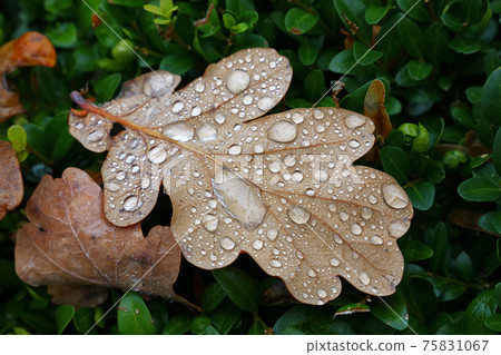 Fallen autumn oak leaves with rain drops in grass 75831067