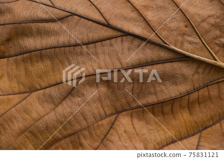 Brown autumn leaf with veins texture Brown autumn leaf with veins texture 75831121