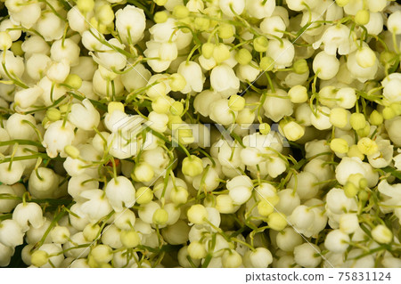 Background of fresh lily of the valley flowers 75831124