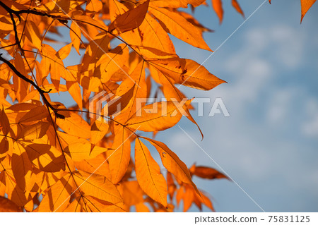 Close up yellow autumn tree leaves 75831125