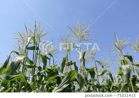 Corn flowers growing in the summer sky Corn flowers growing in the summer sky 75831413