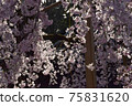 Weeping cherry tree 75831620