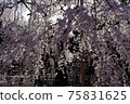 Weeping cherry tree 75831625
