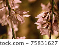 Weeping cherry tree 75831627