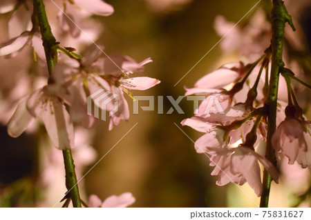 Weeping cherry tree Weeping cherry tree 75831627