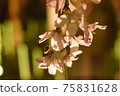 Weeping cherry tree 75831628