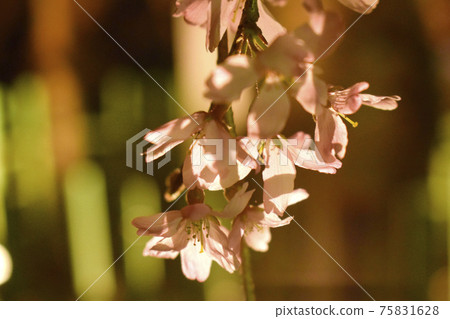 垂枝櫻花 垂枝櫻花 75831628