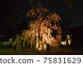 Weeping cherry tree 75831629