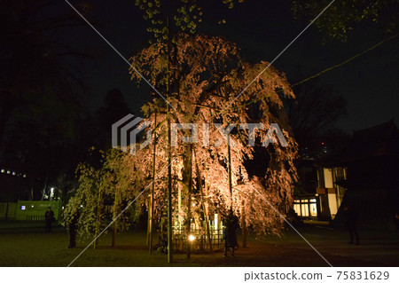 Weeping cherry tree Weeping cherry tree 75831629
