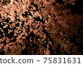 Weeping cherry tree 75831631