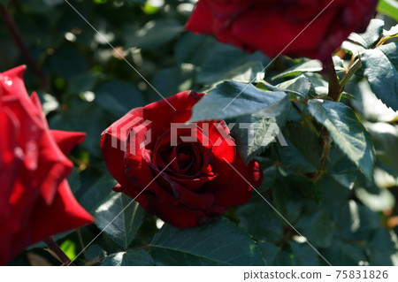Red rose in full bloom Schwartz Madonna Red rose in full bloom Schwartz Madonna 75831826