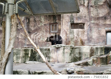 Bear in the zoo 75831832