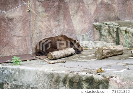 Sleeping bear 75831833