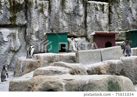 Zoo penguins Zoo penguins 75831834