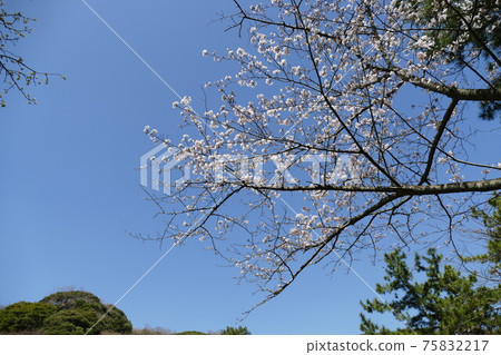 Walking around Yokohama 75832217