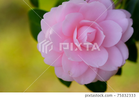 大山茶花1 75832333