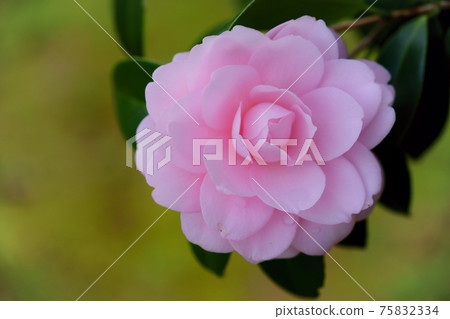 大山茶花3 75832334