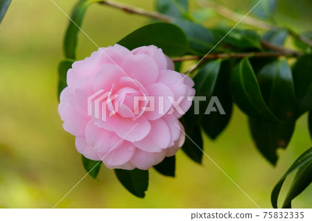 大山茶花5 75832335