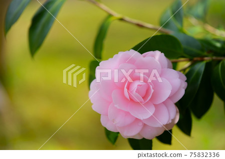 大山茶花6 75832336