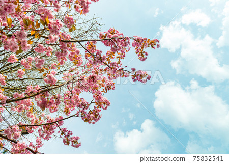 Sakura flowers, cherry blossom Sakura flowers, cherry blossom 75832541