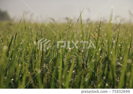 Inaho with shining morning dew Inaho with shining morning dew 75832699