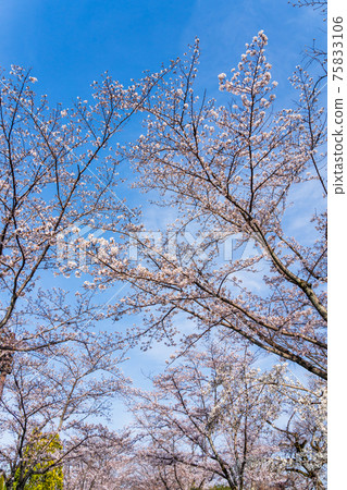 Cherry Blossom Tunnel Ryonan Park, Hachioji City 75833106