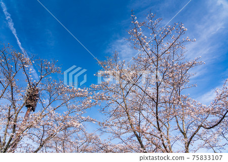 Cherry Blossom Tunnel Ryonan Park, Hachioji City Cherry Blossom Tunnel Ryonan Park, Hachioji City 75833107