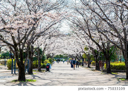 Cherry Blossom Tunnel Ryonan Park, Hachioji City 75833109