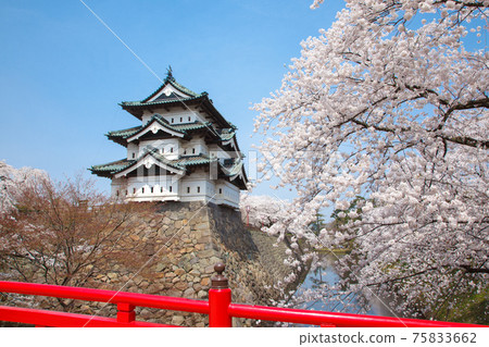 Hirosaki Castle Sky and cherry blossoms in fine weather 75833662