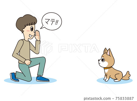 Shiba Inu listening to the trainer's discipline 75833887
