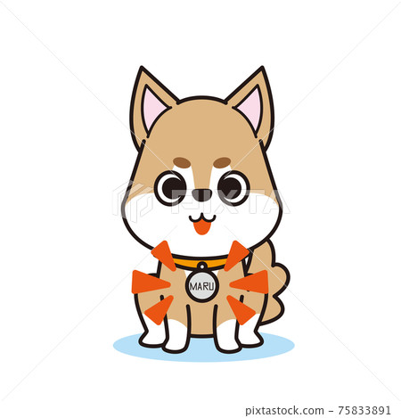 A cute pet Shiba Inu with a name tag 75833891