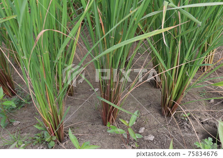 green colored paddy firm for harvest 75834676