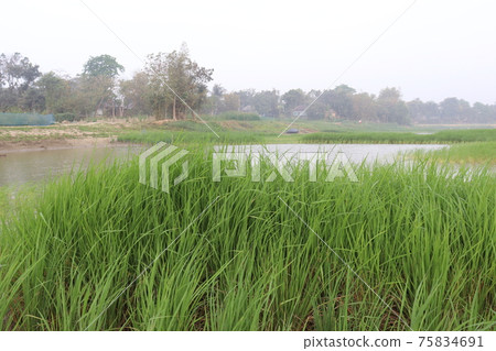 green colored paddy firm for harvest 75834691