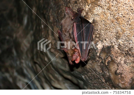 Close up of Lesser mouse-eared bat or Myotis blythii Close up of Lesser mouse-eared bat or Myotis blythii 75834758