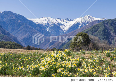 水仙花和雪樹Kisokoma山 75834769