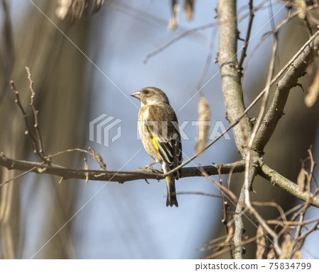 Kawarahiwa女/女_2 75834799