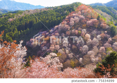 [Nara] A landscape of a thousand cherry blossoms at a glance on Mt. Yoshino 75834899
