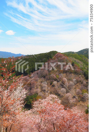 [奈良]吉野山一覽千古的櫻花 75834900