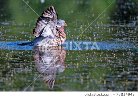 Wood Pigeon or Columba palumbus Wood Pigeon or Columba palumbus 75834942