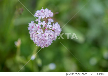 Close up of buddleja davidii or summer lilac, butterfly-bush, or orange eye Close up of buddleja davidii or summer lilac, butterfly-bush, or orange eye 75834988