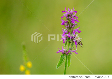 Close up of Betonica officinalis or Stachys officinalis commonly known as common hedgenettle, betony, purple betony, wood betony, bishopwort, or bishops wort 75835003