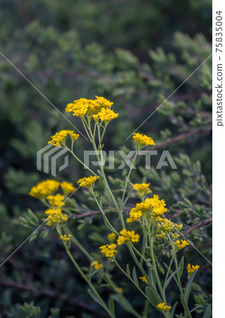 Close up of Aurinia saxatilis among lush meadow 75835004